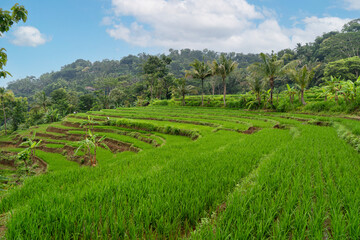 Obraz premium Beautiful rice field landscape. green rice terrace in Indonesia