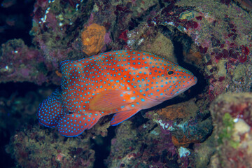 ユカタハタ　小笠原