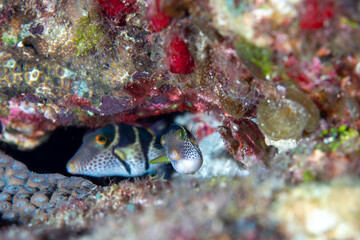 シマキンチャクフグの産卵行動　小笠原