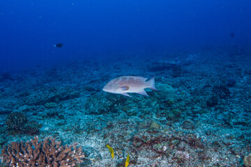 Obraz premium シガテラ毒を持つバラハタ 小笠原