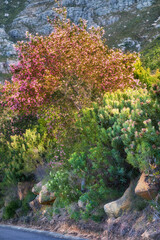 Flowers, mountain and trees for calm in nature, sustainable environment and oxygen production on trip. Travel, rock and plants for peace on vacation in countryside, ecology leaves and New Zealand