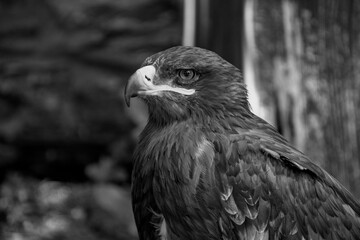 Steppe eagle, dramatic portrait of a bird of prey, black and white portrait 