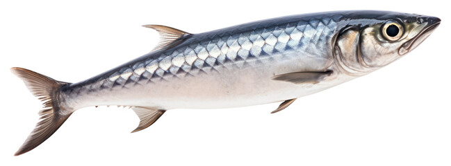 PNG Mackerel fish seafood sardine animal.