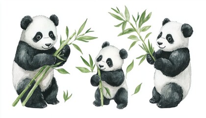 Tiny panda with a little bamboo collection, Watercolor style, isolated on white background, clipart