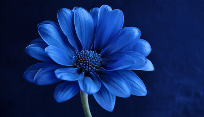 closeup of a blue flower contrasted against a dark paper blue flower closeup nature contrast dark petal vibrant beauty