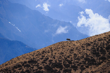 The yak king on mountain top