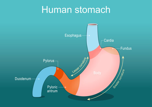 Stomach anatomy. Parts of a human stomach