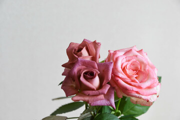 ブラウンとピンクのばら
