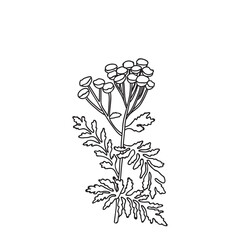 Botanical Line art wildflower isolated on white background. Hand drawn black and white outline plant with stem, leaves and flowers vector illustration.Graphic design for Birthday Wedding Greeting Card