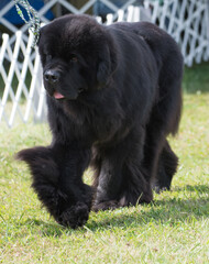 Fototapeta premium Newfoundland walking along the fence in a dog show ring.