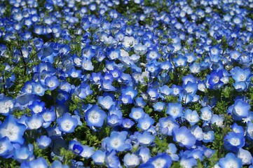 咲き誇るネモフィラ