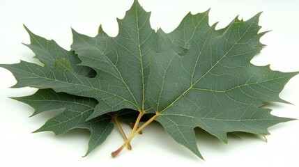 Fototapeta premium Green Maple Leaves Isolated on White Background