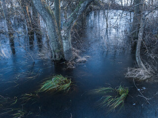 Frozen Woodland Landscape With Trees Reflecting on the Ice-Covered Water