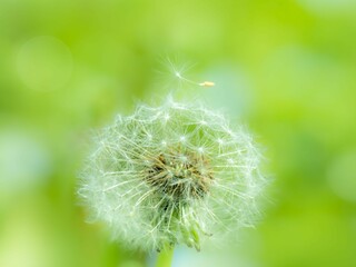 タンポポの綿毛のある風景。飛び立つ寸前のタネ。心象風景。