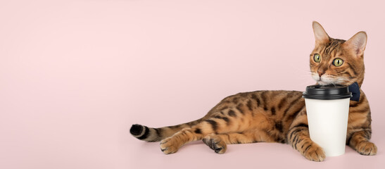 Domestic cat holding paper cup of coffee.