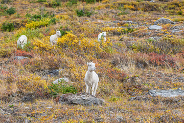 Dal Sheep family on a rocky slope