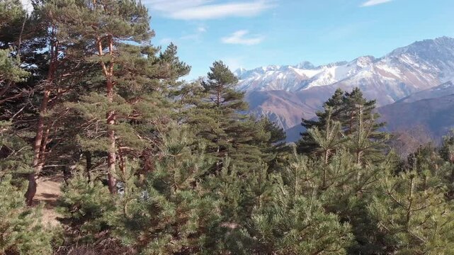 Caucasus, North Ossetia. Alagir gorge. Pine forest in the mountains.