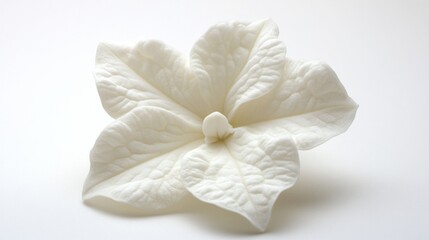 White Flower Macro Photograph