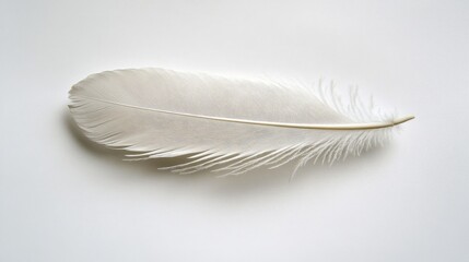 Obraz premium White Bird Feather on Light Background