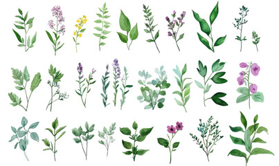 Collection of Watercolor Wildflower and Herb Vectors for Botanical Designs