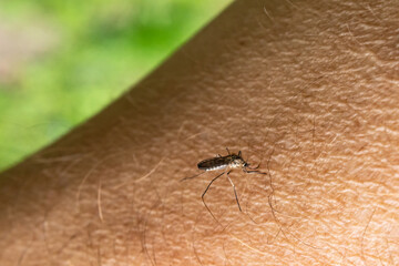 Close-up of a mosquito sitting on a human arm, showing detailed skin texture and nature background