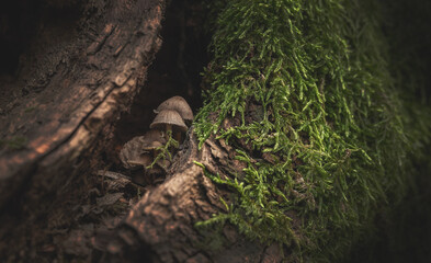 Fototapeta premium Fantastic world of nature. small mushrooms on the background of moss