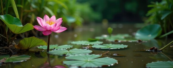 Fototapeta premium Lotus flower amidst tangled vegetation in a muddy pond, pond, plant
