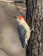 A bright male Red-bellied Woodpecker posing on a tree trunk