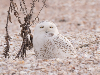 A Snowy Owl hunkered down on a shingle beach and looking at the camera