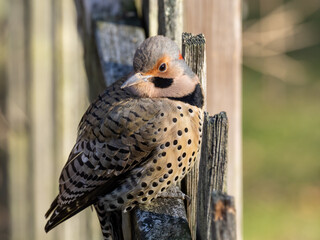 An ultra-close up of a male Northern Flicker perched on a fence in bright early sunshine