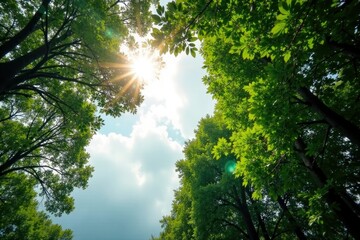 Obraz premium Overcast sky with dappled sunlight filtering through the trees, atmospheric, overcast, sunlight
