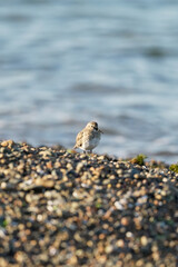 White-rumped sandpiper bird walking by beachside