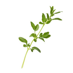 Fresh green herb sprig on black background