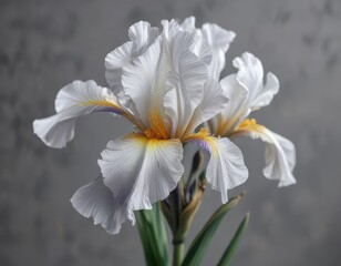 Fototapeta premium Studio light illuminates delicate iris petals against a gray backdrop, botanical, studio lighting, abstract