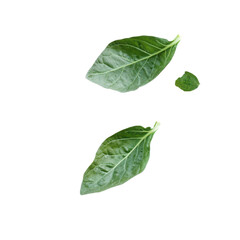Fototapeta premium Fresh green leaves on black background