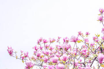 Pink magnolia flowers. Flower bud on a tree branch in the garden.