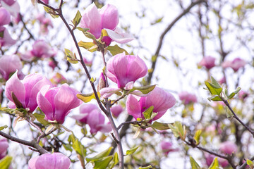 Pink magnolia flowers. Flower bud on a tree branch in the garden.