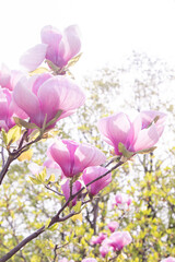Obraz premium Pink magnolia flowers. Flower bud on a tree branch in the garden.