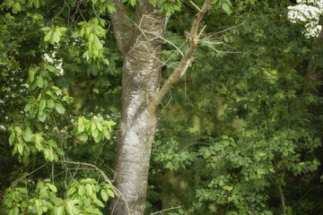 Fototapeta premium Woods, nature or tree in outdoor garden environment, botanical plants or outside landscape. Park, blossom and forest botany with bushes in ecosystem, natural wilderness or floral growth in Denmark