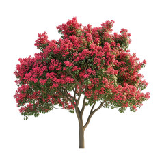 Fototapeta premium Colorama scarlet crape myrtle tree isolated on transparent background PNG