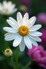 Obraz premium Tiny droplets of water cling to delicate white petals of a flower, needle flowers, detail, garden