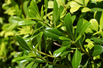 A close-up view reveals a variety of lush green leaves shimmering under bright sunlight, highlighting nature's intricate patterns and textures during a peaceful afternoon in a garden.