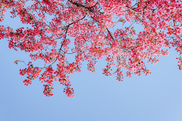 Vibrant Cherry Blossom Branches Against a Clear Blue Sky