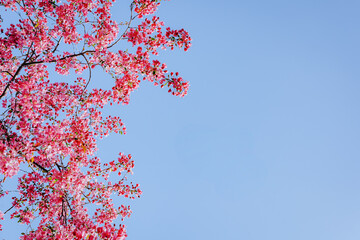 Vibrant Cherry Blossom Branches Against a Clear Blue Sky