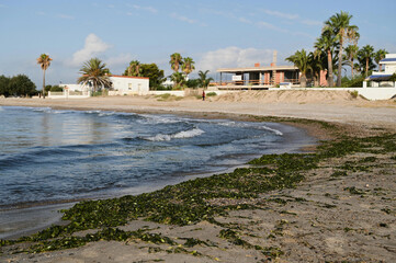 Waves lap softly against the sandy shore adorned with green seaweed in a serene beach setting. Palm trees sway nearby as a modern beach house overlooks this peaceful retreat.