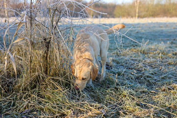 Blonde Labrador Retriever sniffing in a frost-covered, white-colored landscape