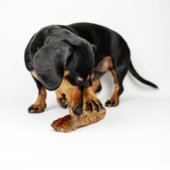 Obraz premium dachshund dog eats a natural dried treat, white background, studio photo of pets