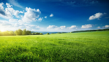 Fototapeta premium blue green nature summer landscape rural grass sky lawn plant meadow field