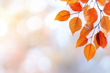 Obraz premium Vibrant autumn leaves with soft bokeh background.