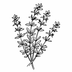 Naklejka premium Thyme herb illustration in black and white on a simple background